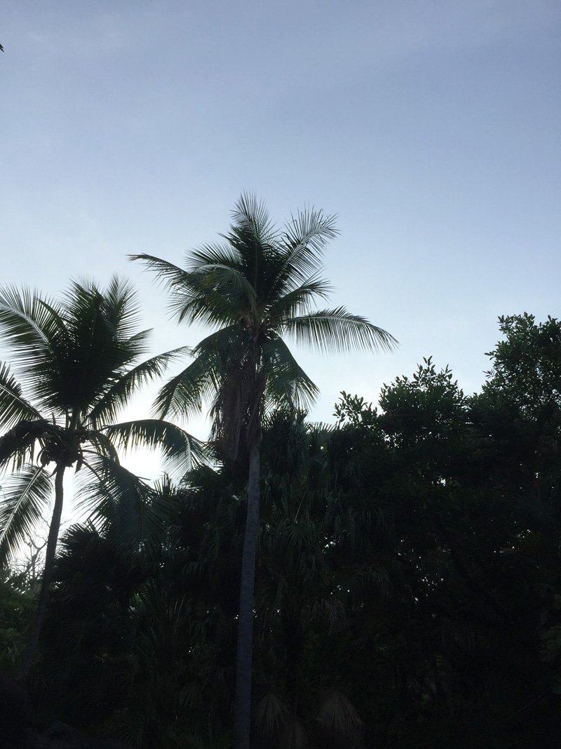 RosyCheeks-Blog-Costa-Rica-Montezuma-palm-trees