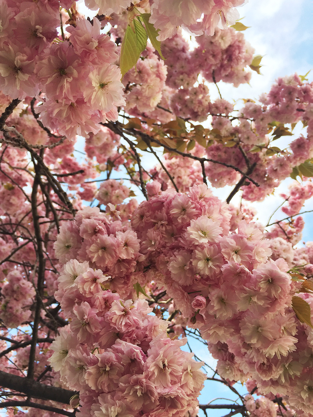 RosyCheeks-Blog-Paris-Cherry-Blossoms