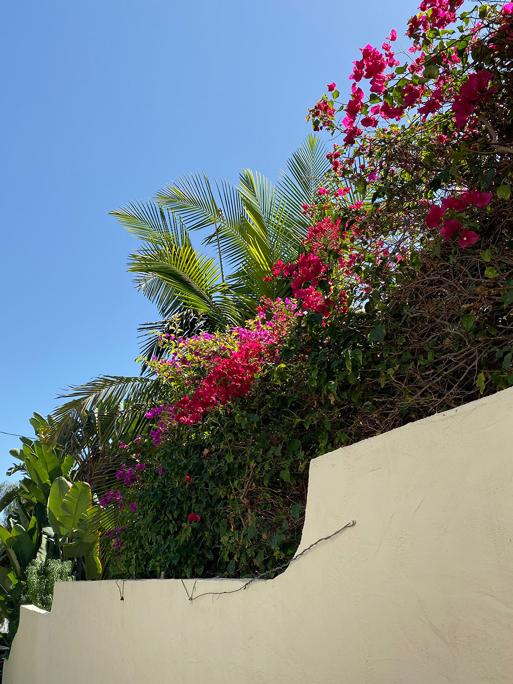 RosyCheeks-Blog-Los-Angeles-garden